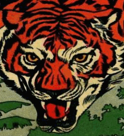 A tiger creeping in the jungle