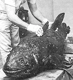 Photograph of a Coelacanth