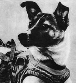 Laika the first animal to orbit Earth