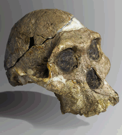 Skull of Australopithecus