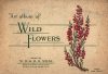 Cover For Wills Wild Flowers Cards 1 1936