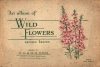 Cover For Wills Wild Flowers Cards 2 1939